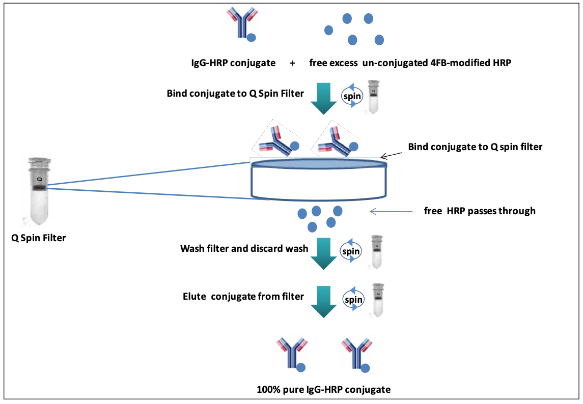 HRP–Antibody All-in-One™ Conjugation Kit