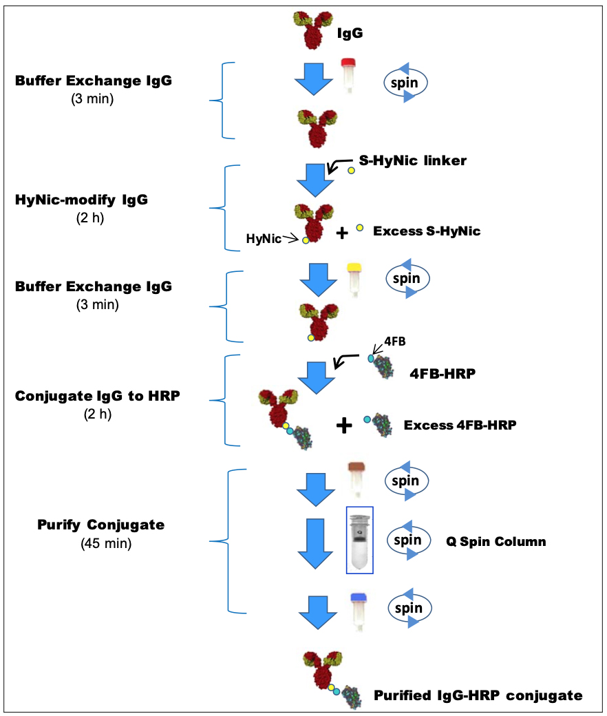 HRP–Antibody All-in-One™ Conjugation Kit