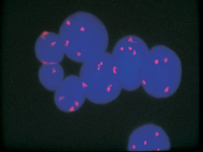 Anti-Streptavidin Antibody, Unconjugated