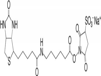 Goat Anti-Biotin, Peroxidase Conjugated