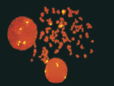 VectaFluor™ Duet Immunofluorescence Double Labeling Kit, DyLight? 594 Anti-Rabbit (red), DyLight? 488 Anti-Mouse (green)
